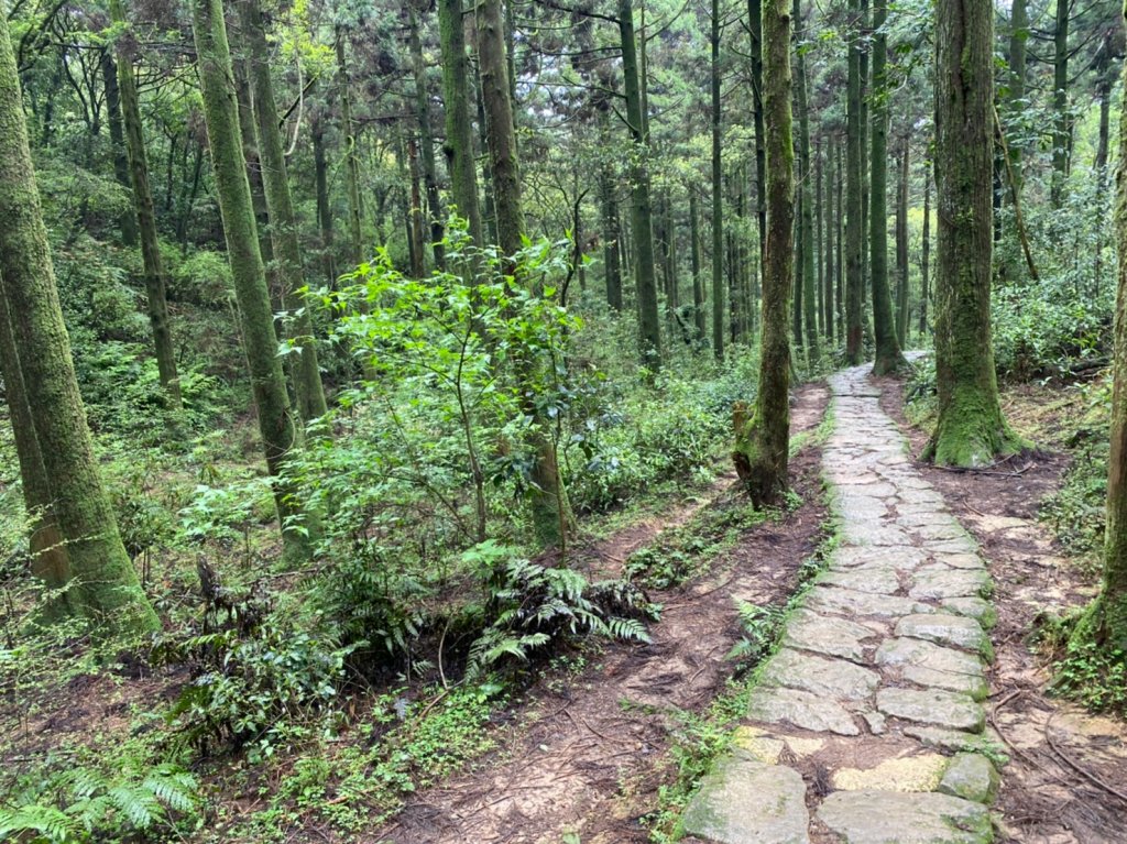 20230402頂山-石梯嶺步道_2092619