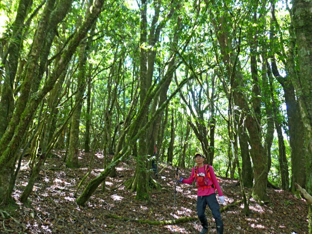 登碧綠神木旁焦土山及加碼綠水文山步道  _375950