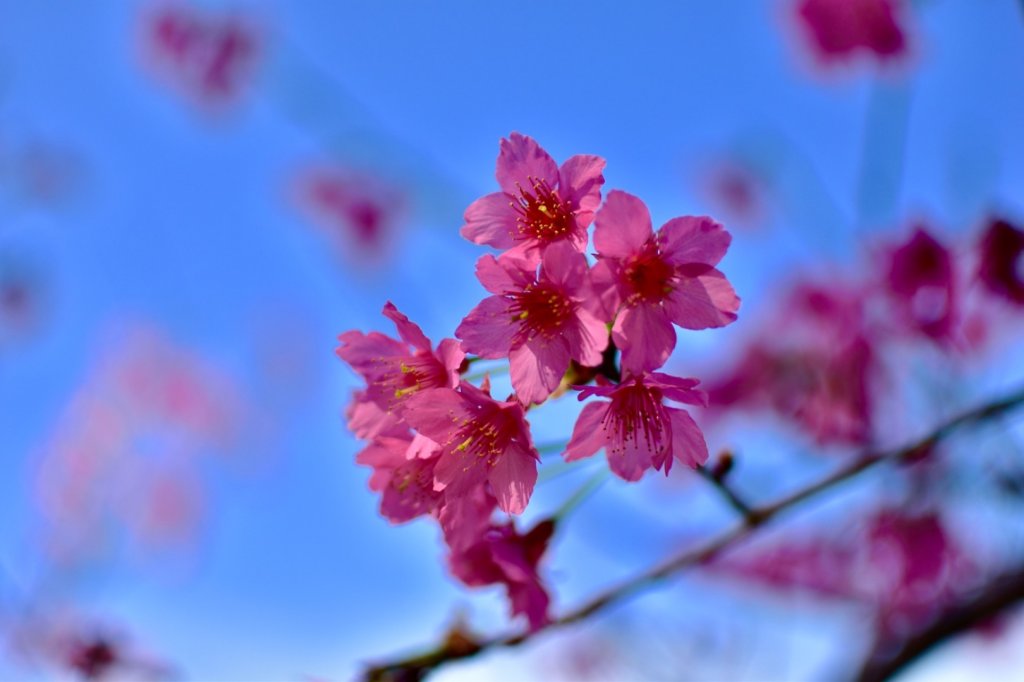 狗殷勤古道上平菁街賞櫻_518034