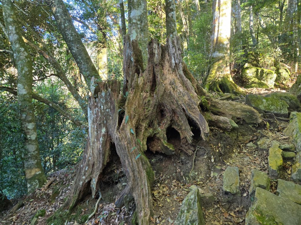 屋我尾山（谷關七雄）_2664166