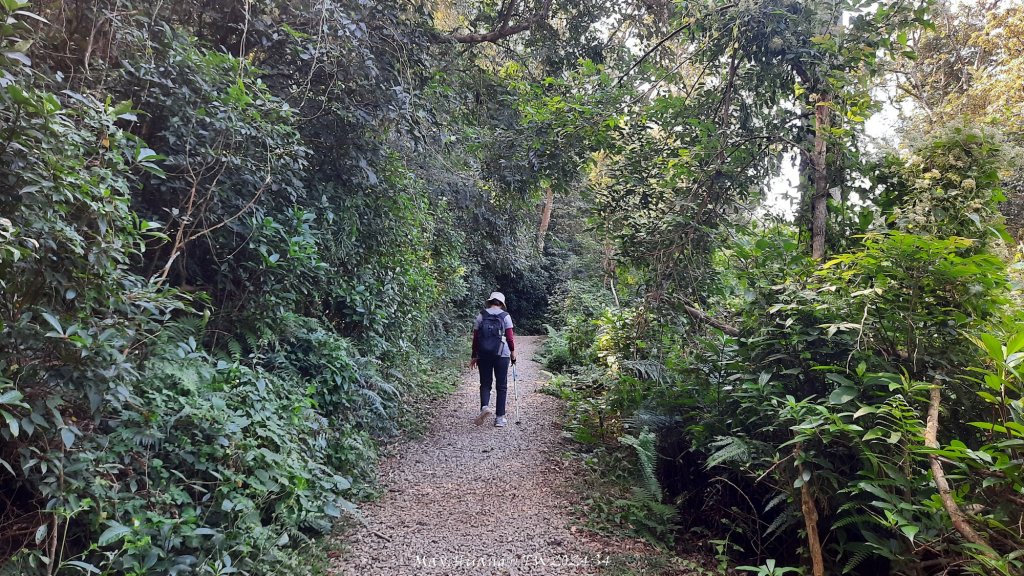 《新竹》湖口老街｜金獅古道O繞茶香及仁和步道20241206_2663764