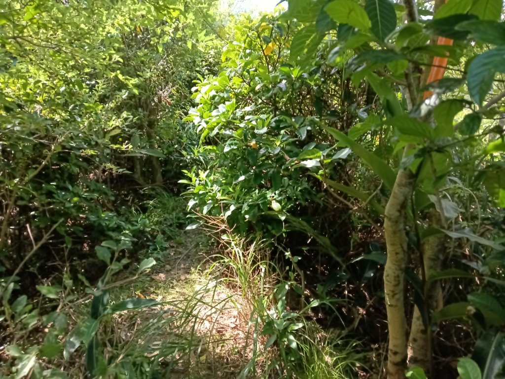 瑞芳區海園古道+鼻頭港稜+鼻頭山稜O型_2872787