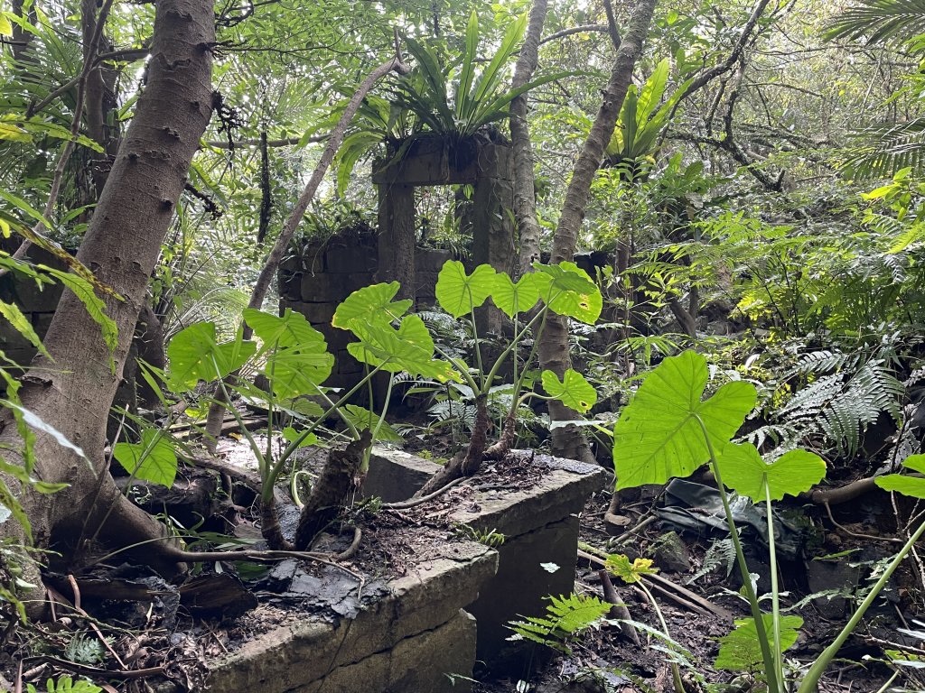 貢寮大嶺古道登桃源谷 淡蘭古道_1956233