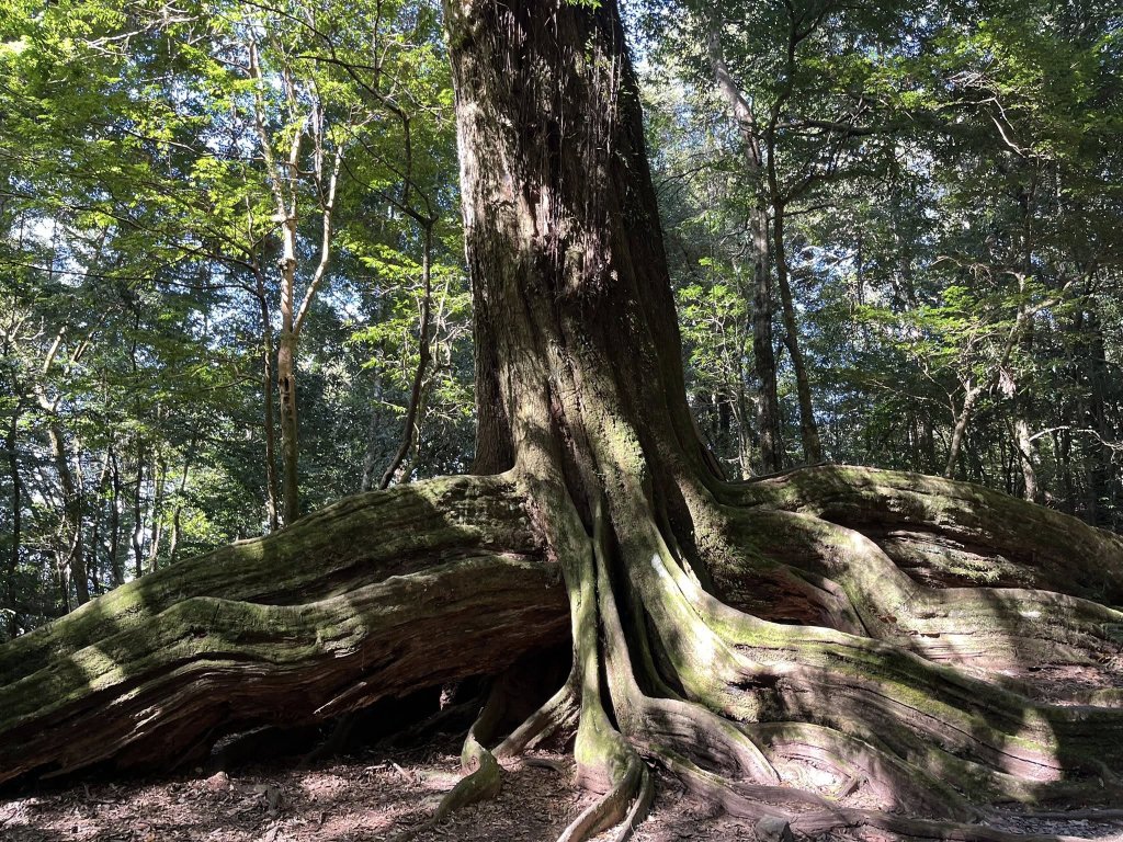 雪見大板根_2959262