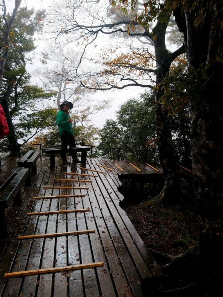 一年一度的饗宴～浪漫金黃之秋山毛櫸_1145978