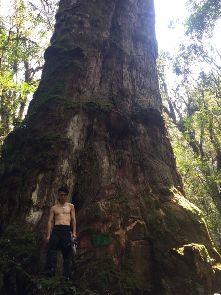 米羅山之木_292322