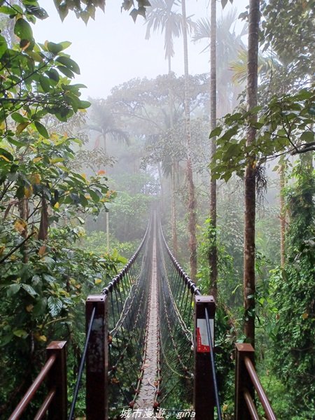【雲林古坑】適合親子散散步。 華山小天梯情人橋_1681766