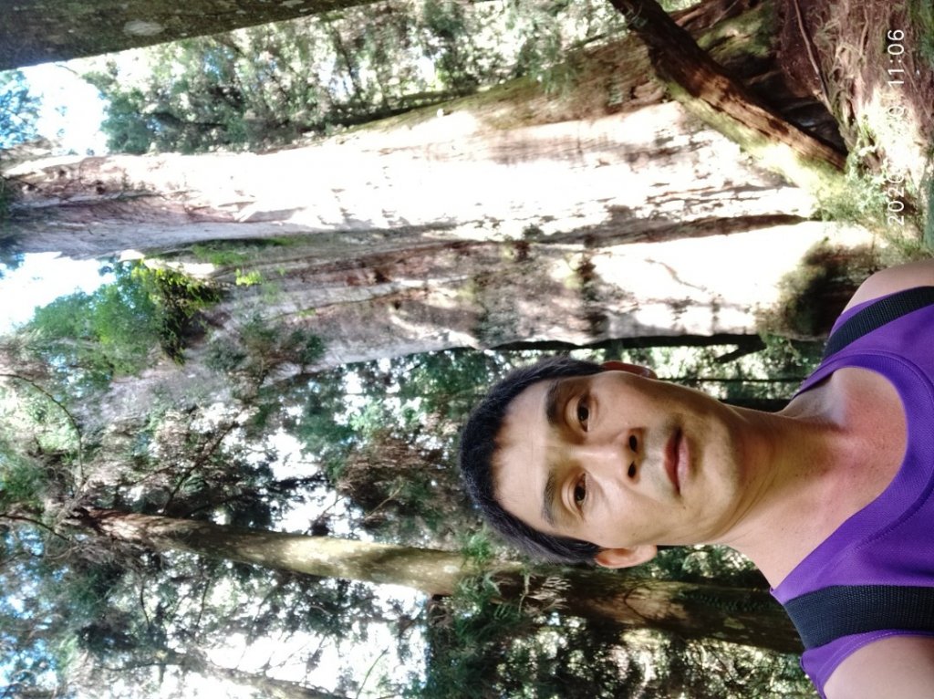 眠月神木、郡大神木群_1106828