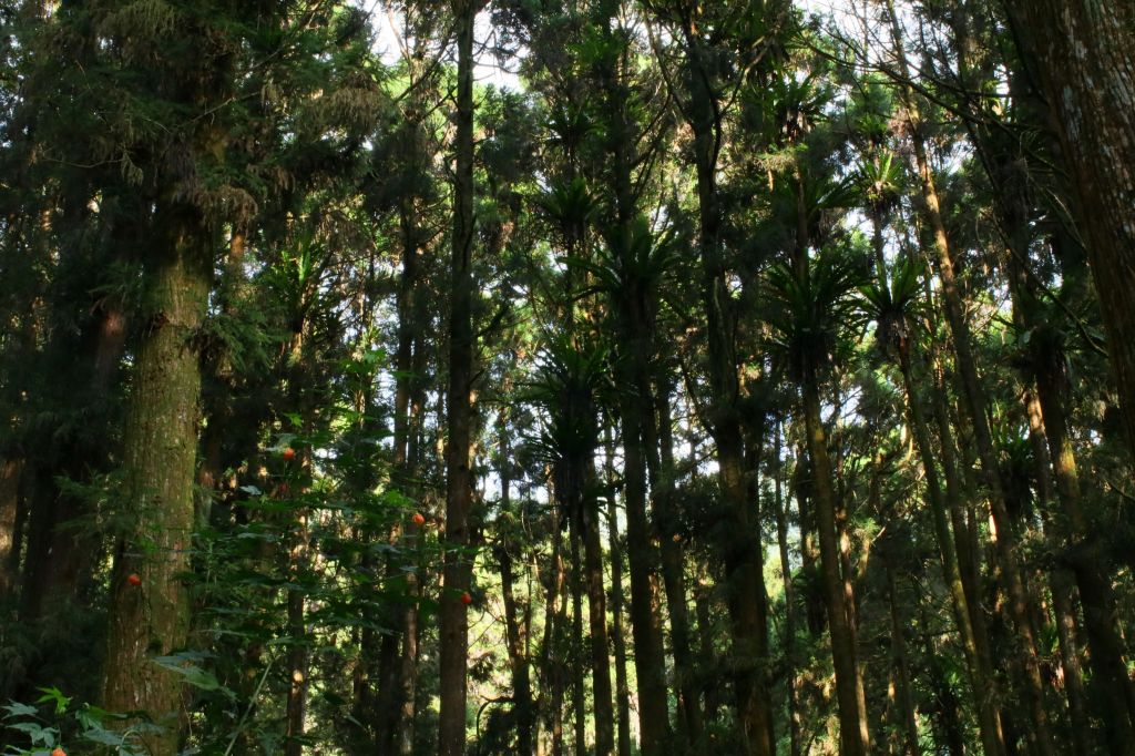 奮起湖台灣杉森林棧道_194499