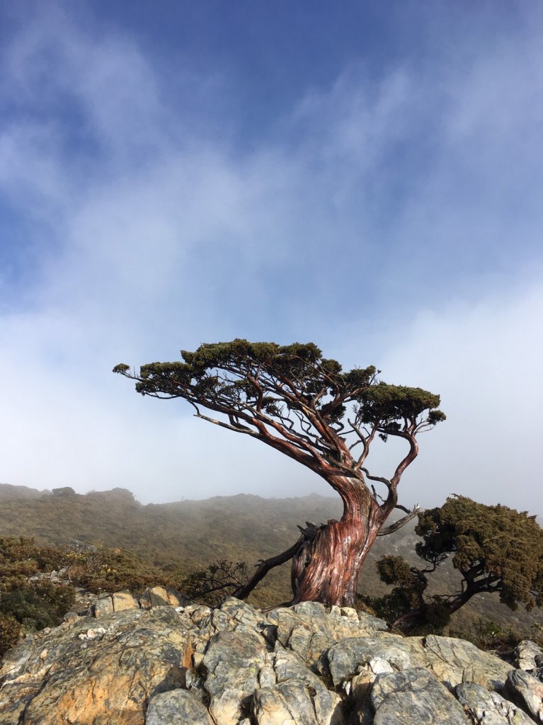 邊緣系山友:四季連放嘉明湖_550273