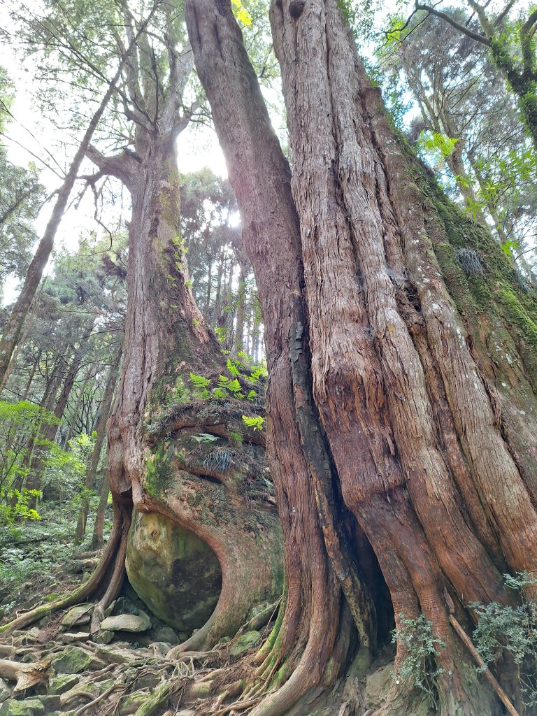 二萬坪山+屏遮那山+二萬坪神木區_2439982