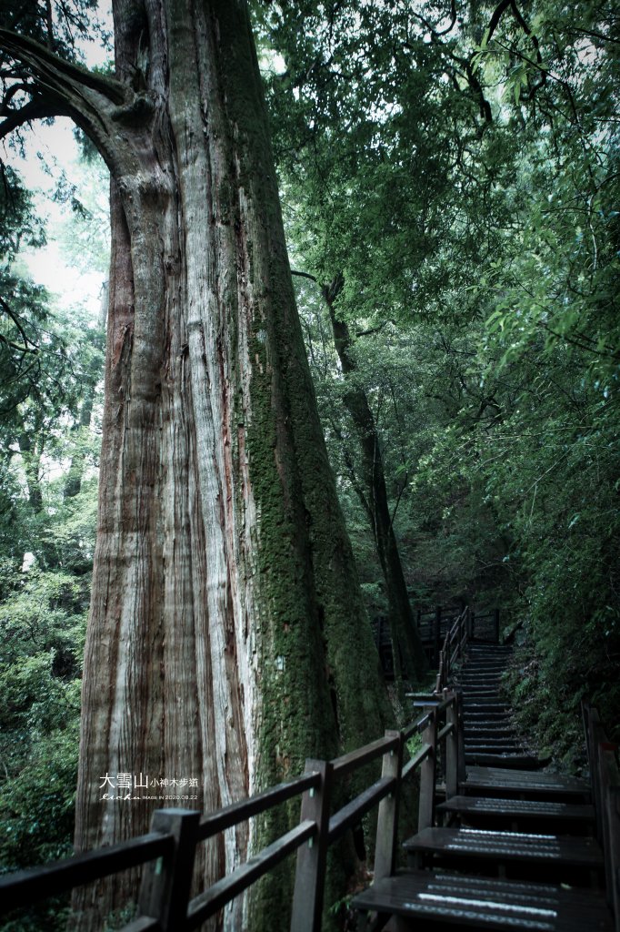 大雪山小神木步道_1103111