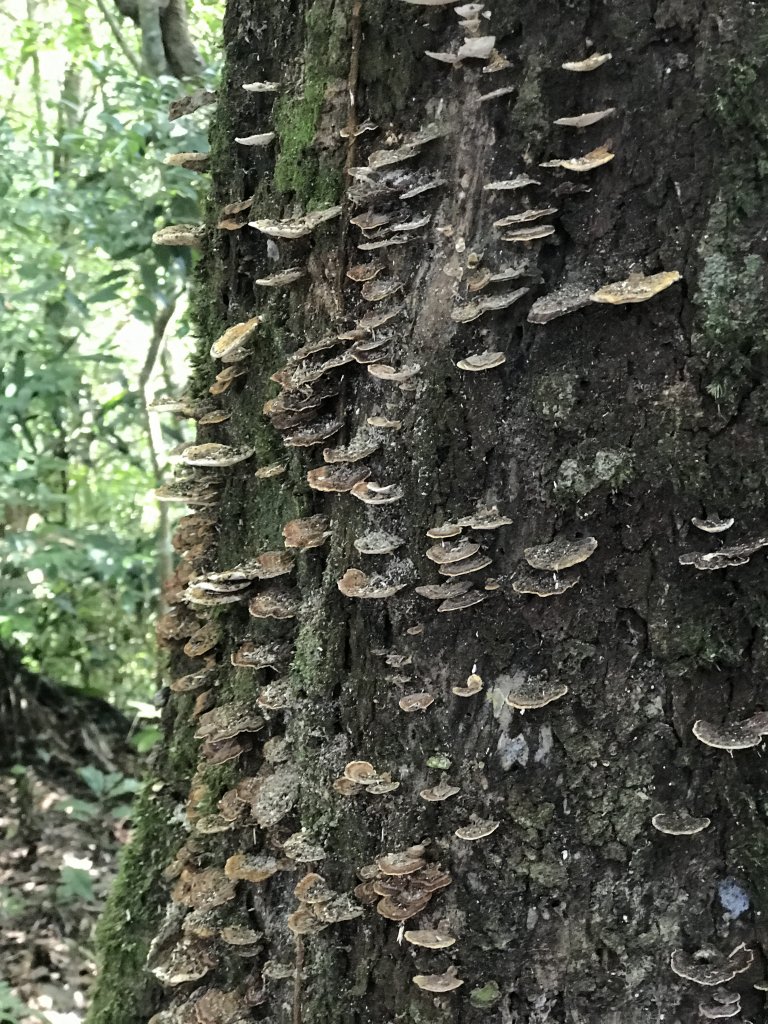 哈盆古道-波露南山-波露山O型走_1475872