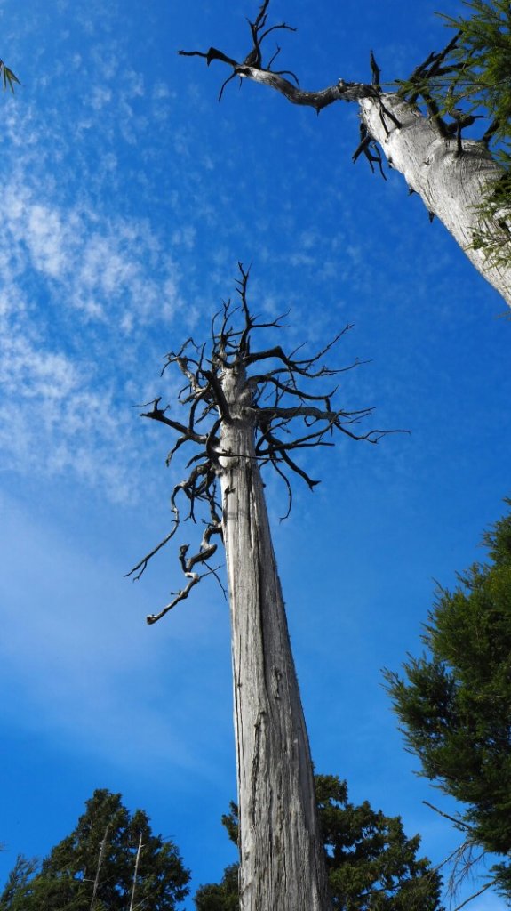 台中鞍馬山船型山蹤走20191124_748538