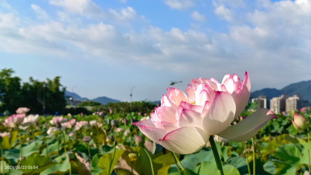 天龍國阿伯的日常-雲山水花鳥蝶 6/23_2532517