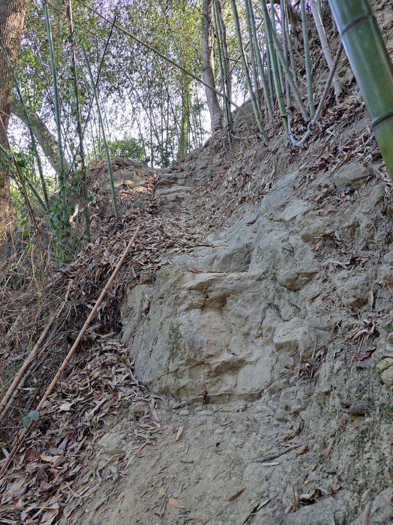 竹山八通關古道社寮段+陳東坑山+溪洲大山ｄ型走20230219_2037423