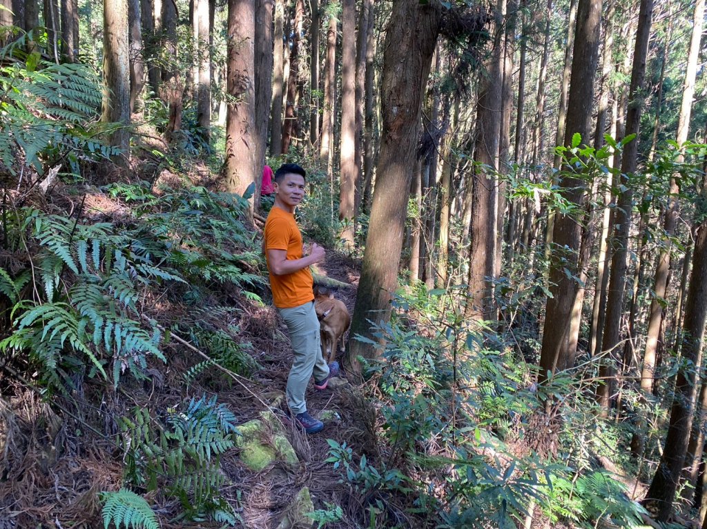 二萬坪山.屏遮那山.夫妻神木【最佳品質的森林浴】_2370198