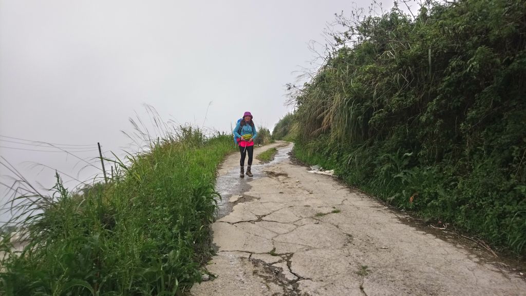 米羅山之木_292589