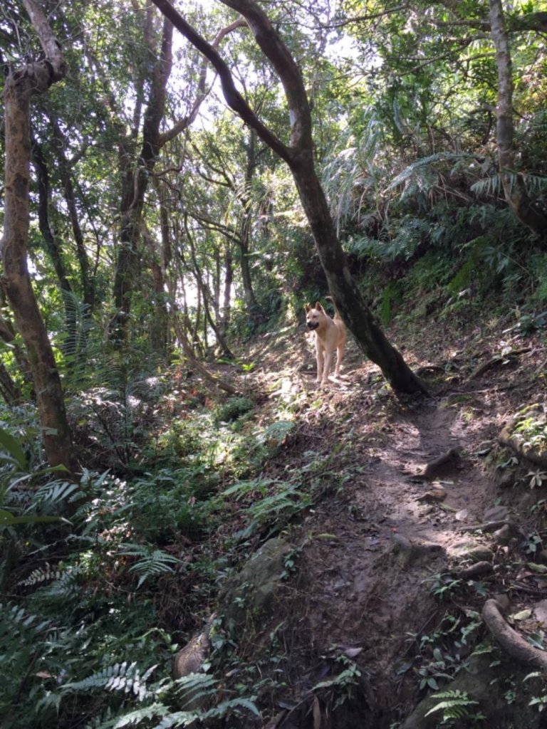 筆架山連峰續走猴山岳20190111_503041