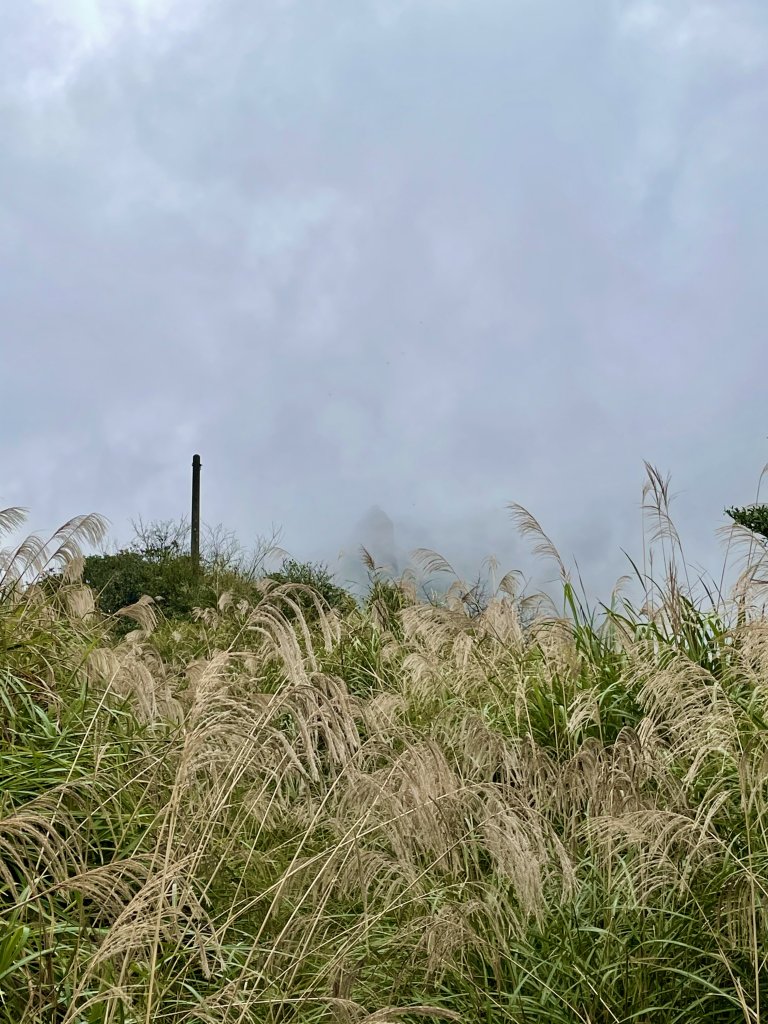 黃金十稜 龍洞稜 和美山登草山_1220909