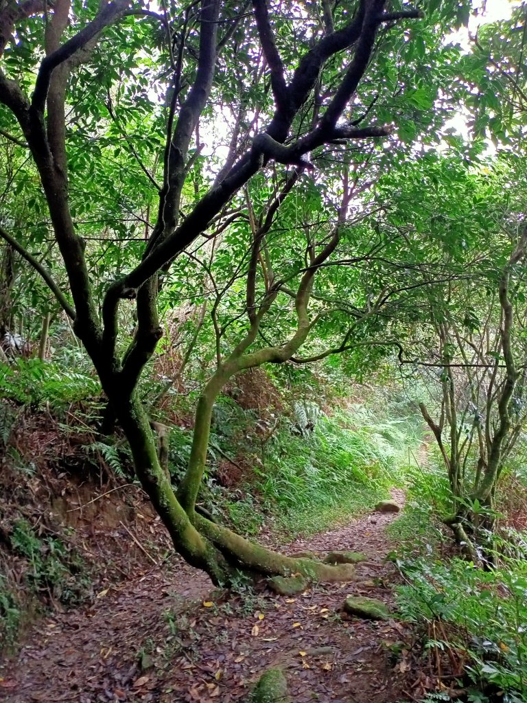 擎天崗→磺嘴山生態保護區→磺嘴山 H912m→翠翠谷→榮潤古道→內雙溪古道→擎天崗環形步道_1489287