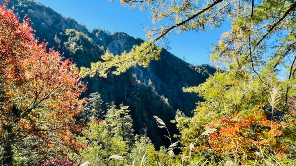 1101211大雪山230林道9.2k/雪山西稜登山口_1546342