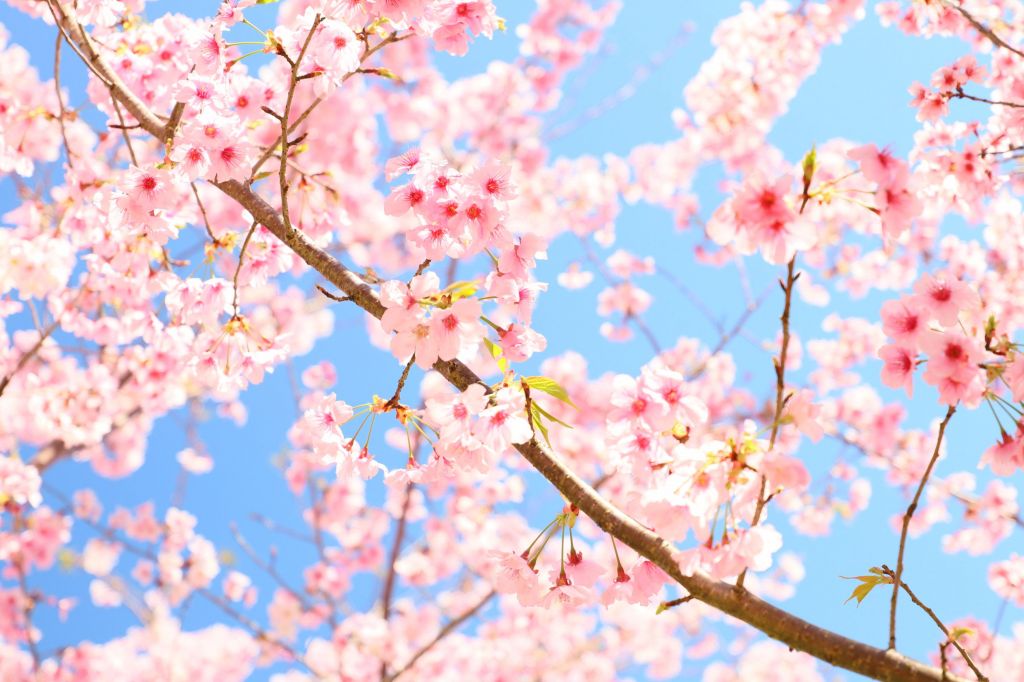 拉拉山的櫻花封面圖