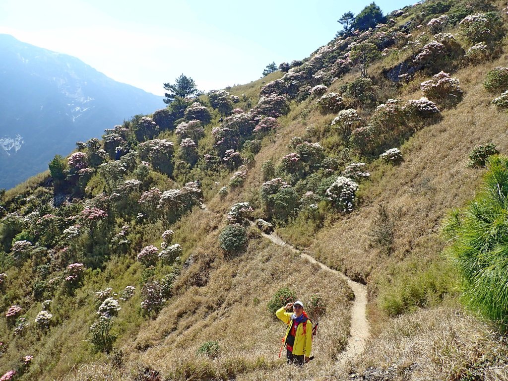 小奇萊賞杜鵑   2019/04/10_563990