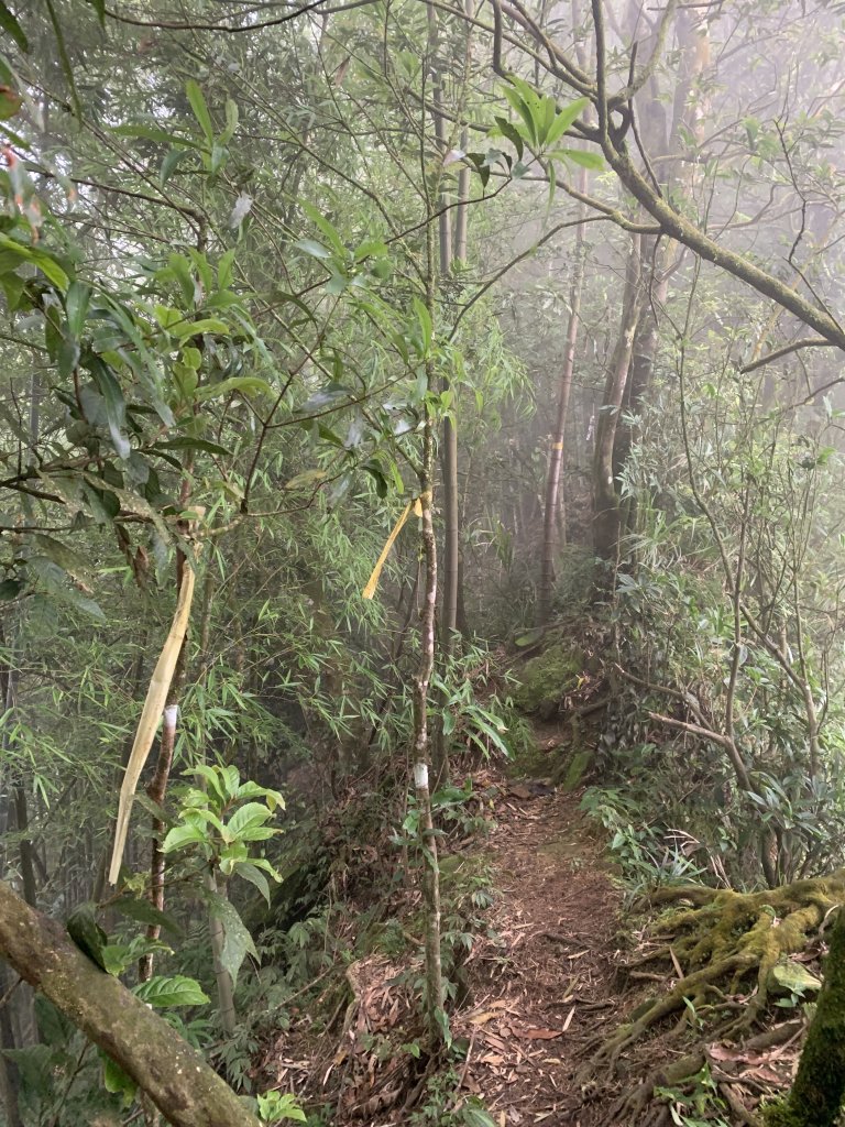 20240720嘉義交力坪山-四天王山縱走_2557305