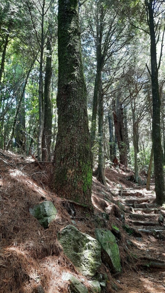 《台中》山中的珊瑚｜大雪山木馬古道20210714_1424873