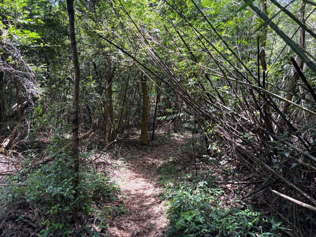 三段崎古道_2835553