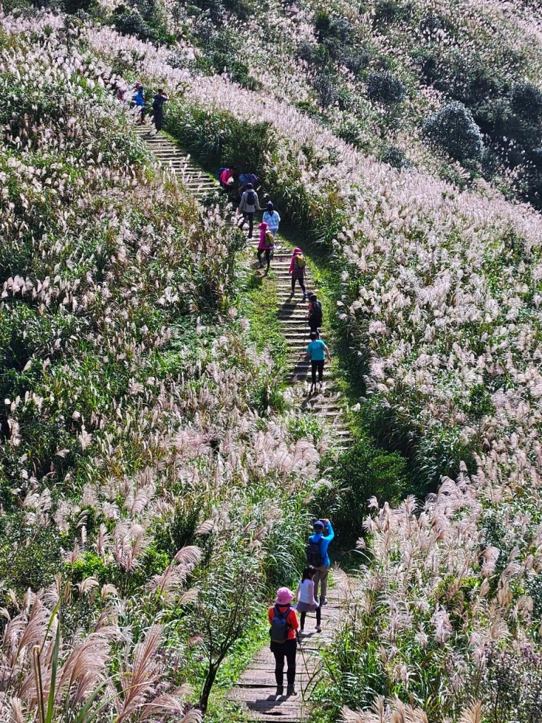 芒花盛開-煙囪稜 黃金洞 半屏山 燦光竂O型_2357599