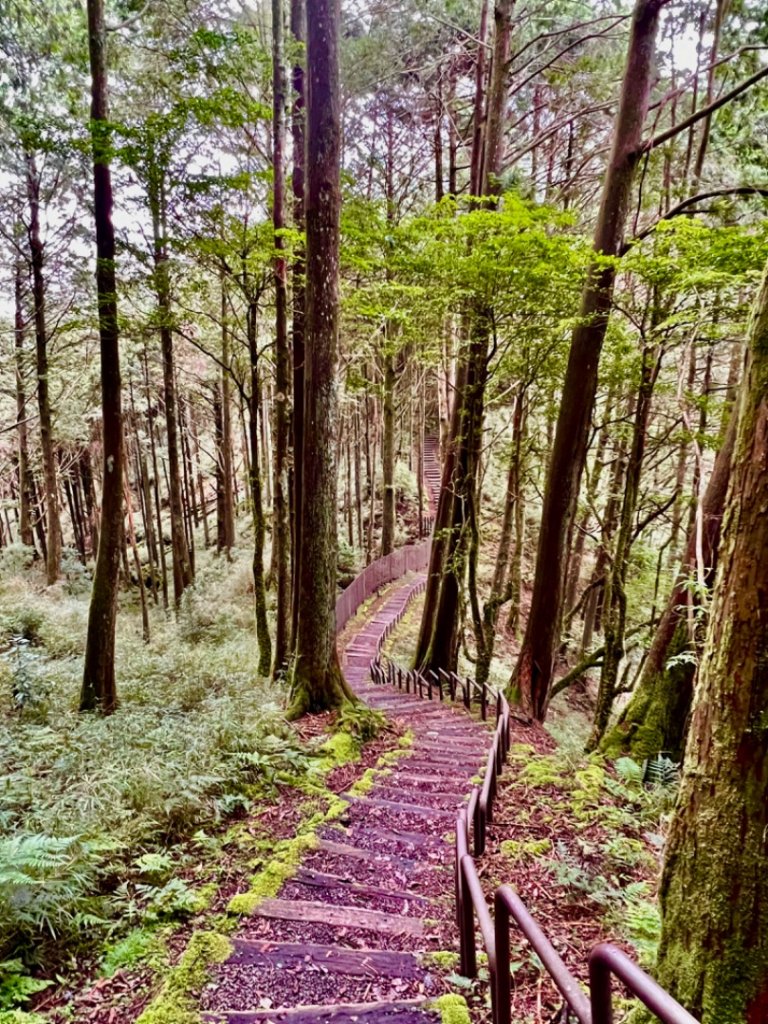 來阿里山大口呼吸～對高岳步道_1756622