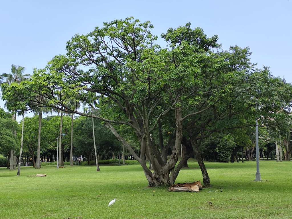 大港墘公園、大安森林公園、大稻埕、天母【走路趣尋寶】【臺北健走趣】_2554244
