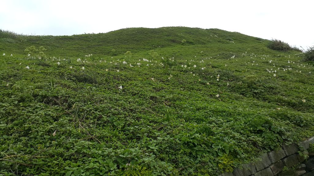 富貴角燈塔步道 2015 04 22_138250