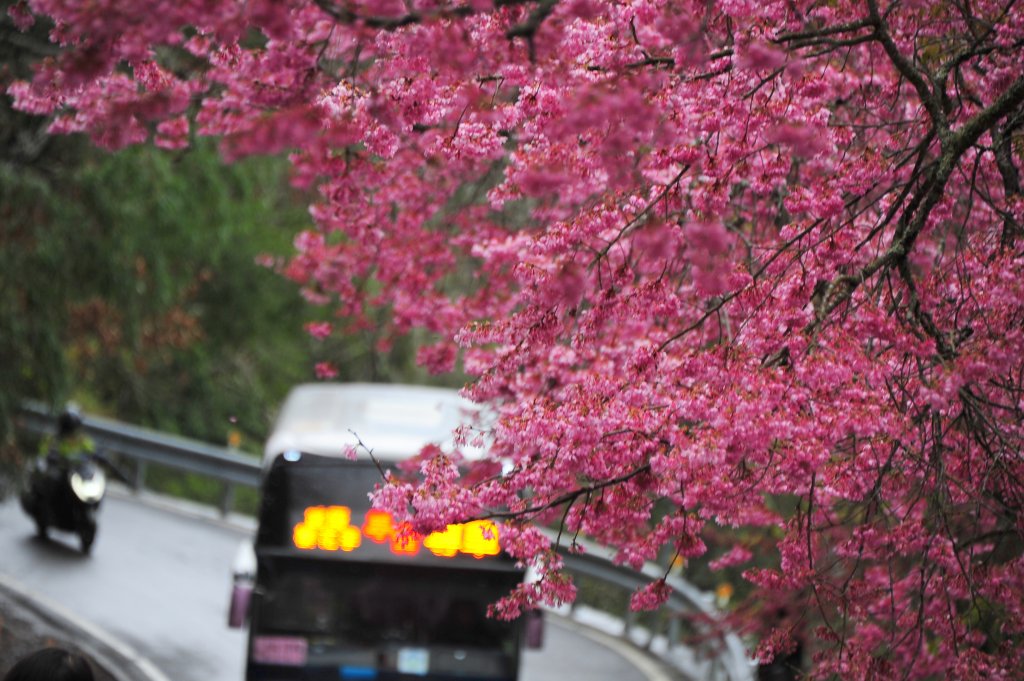 2022 D0219 瘋武陵 : 我的武陵櫻花朝聖之路_1616854