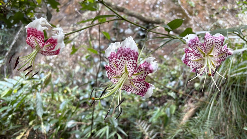 岩壁上的花、艷紅鹿子百合（1封面圖