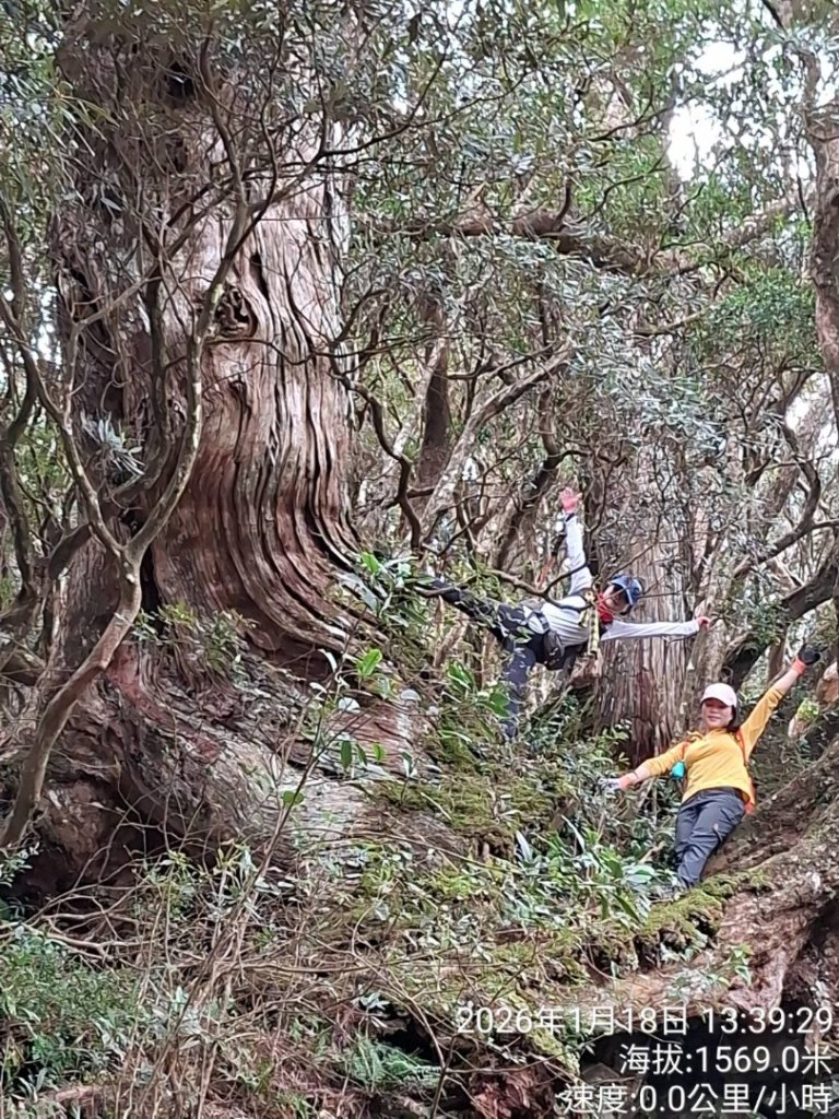 20260118南插天山.魯培山.上宇內山(南插北峰)_2989848