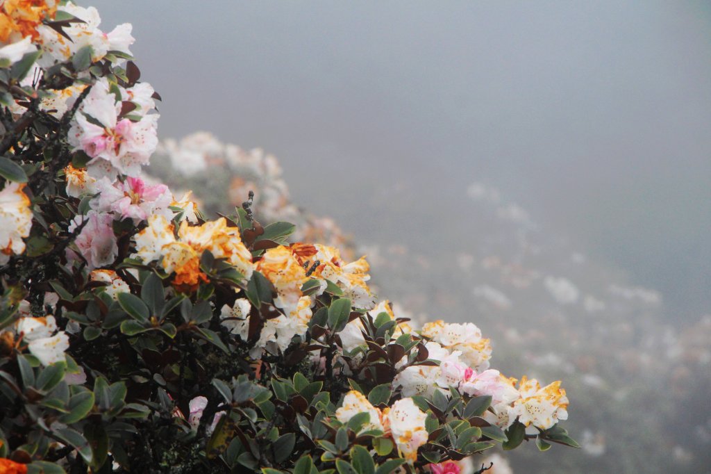 南湖煙雨 帝王下杜鵑群芳出塵仙姿 ! _589519