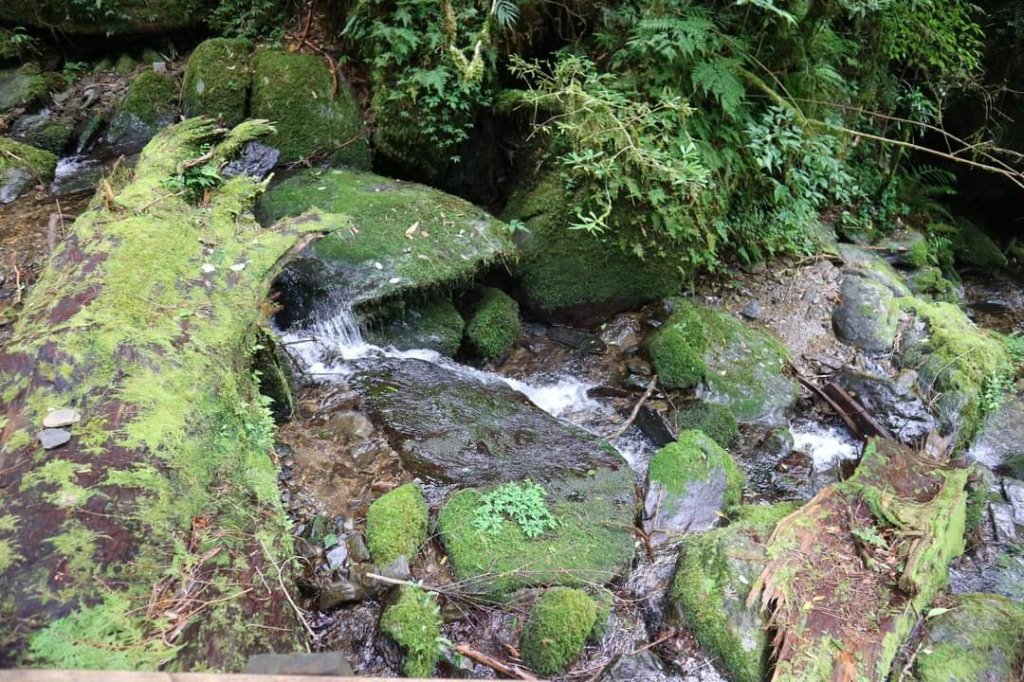 〔桃園復興〕拉拉山巨木，史詩級魔幻森林，75公頃紅檜 扁柏森林浴_2237229