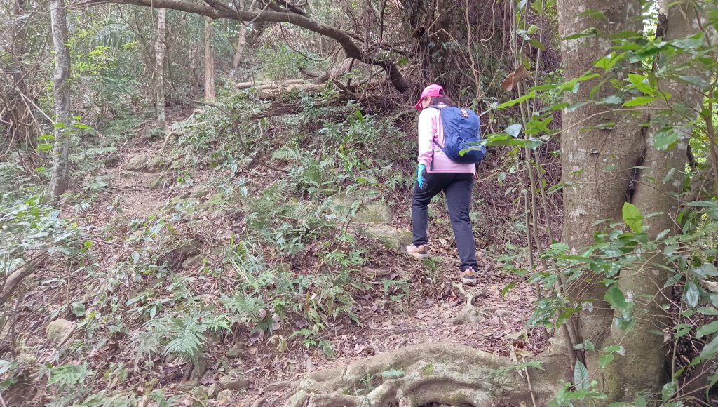 (姨婆趴趴走)第四十六集:新竹關西赤柯山及南峰、東西獅頭山、馬福山環狀縱走_2685784