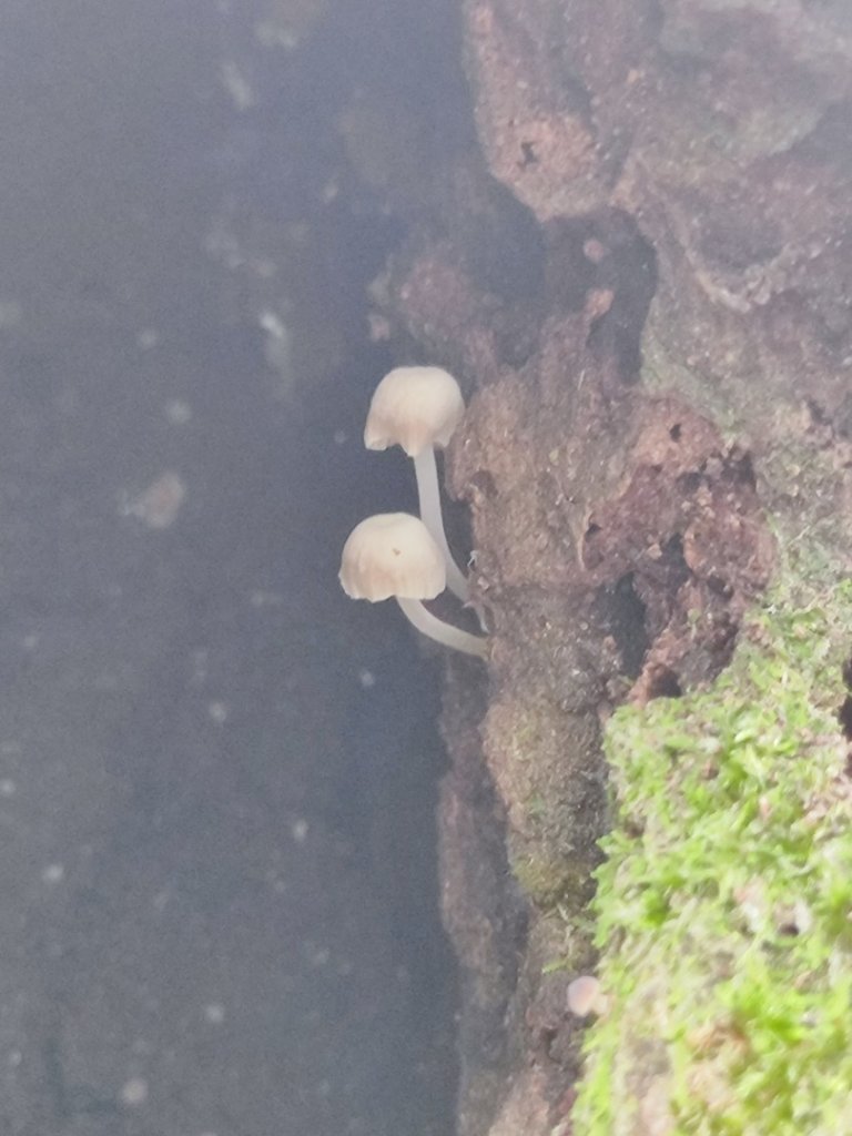 微笑山線之望月亭段_2849030