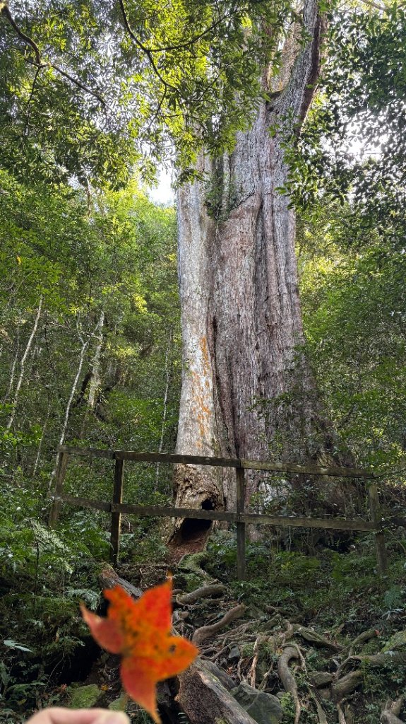 山毛櫸的「最後一舞」_2955362