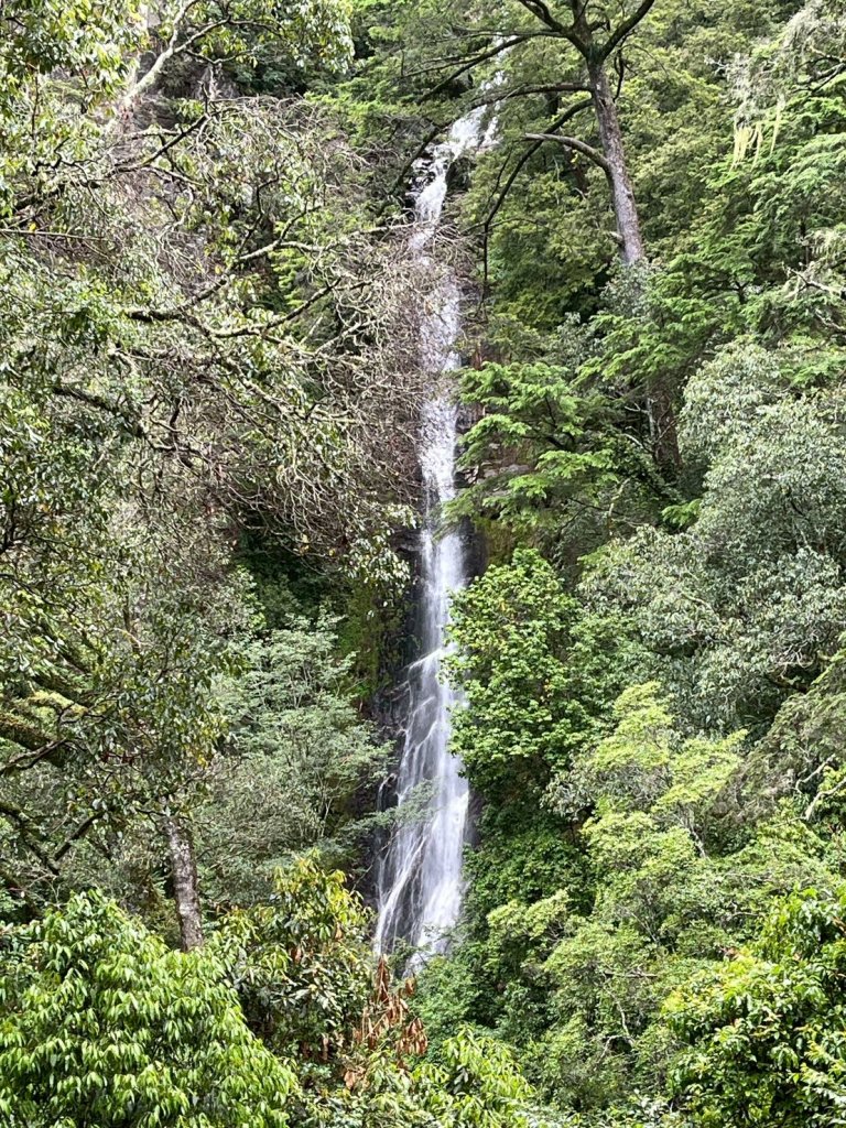 新竹 五峰 觀霧國家森林遊樂區 觀霧瀑布步道+賞鳥步道_2811431