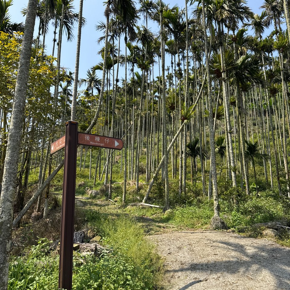 20250308古坑後棟山涼亭、挑筍古道_2730481