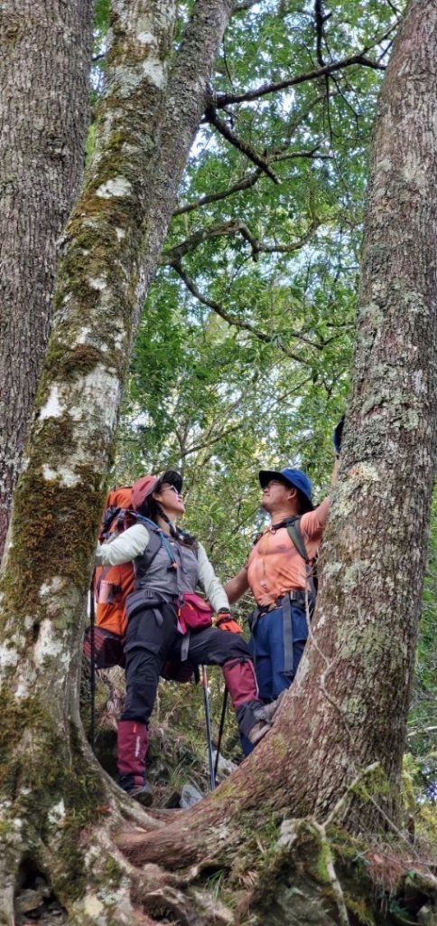 北二段之 甘薯無明_2611857