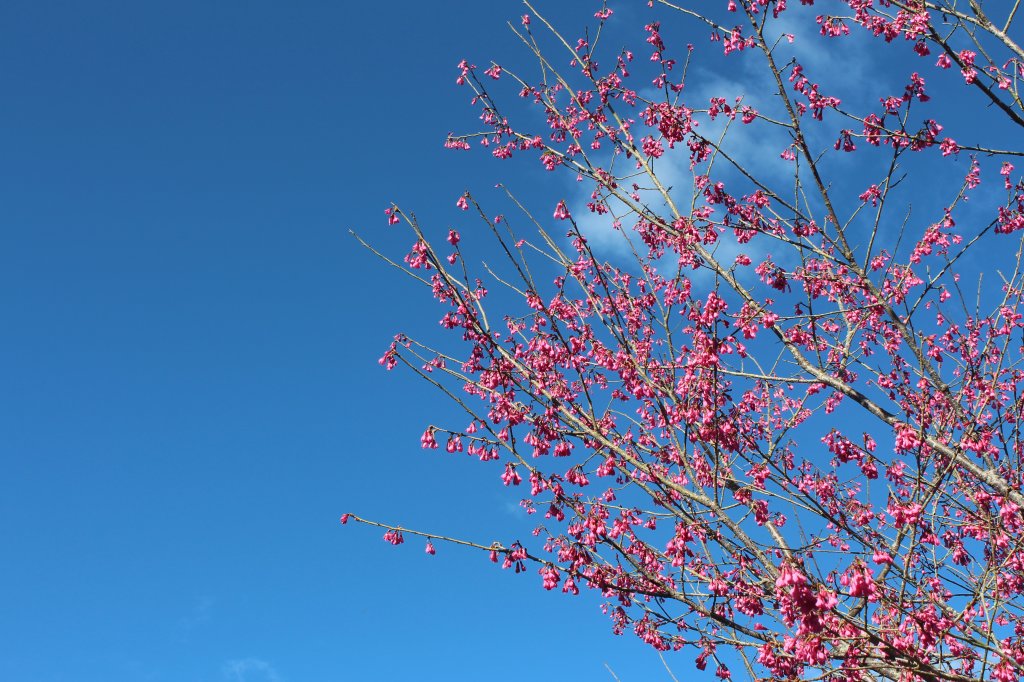 20230122高雄二集團櫻花公園_2014749