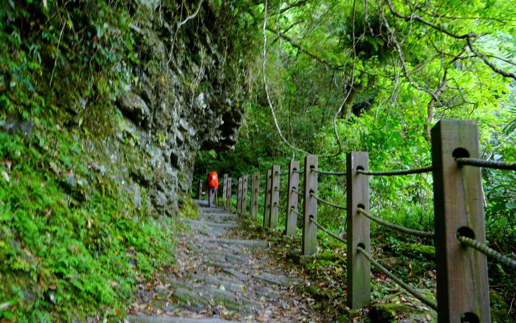 蕨之道~春遊瓦拉米_563010