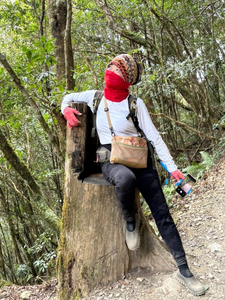 司馬庫斯巨木步道Yaya,櫻花園賞櫻_2440774