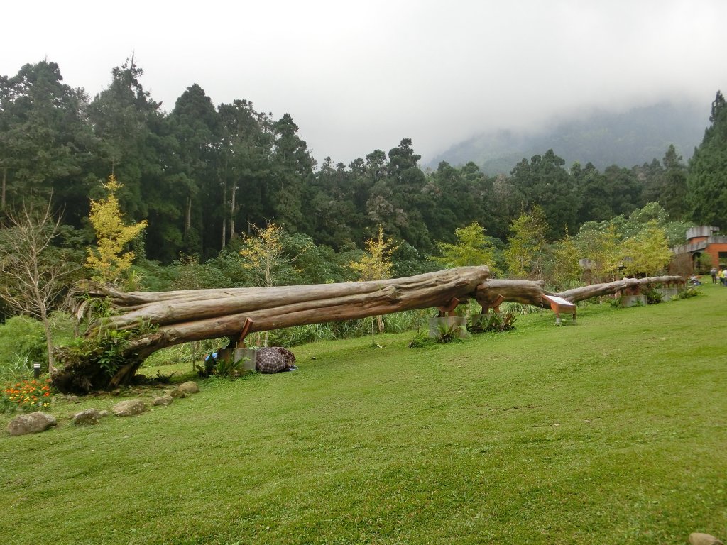 溪頭銀杏神木彩虹橋_459489